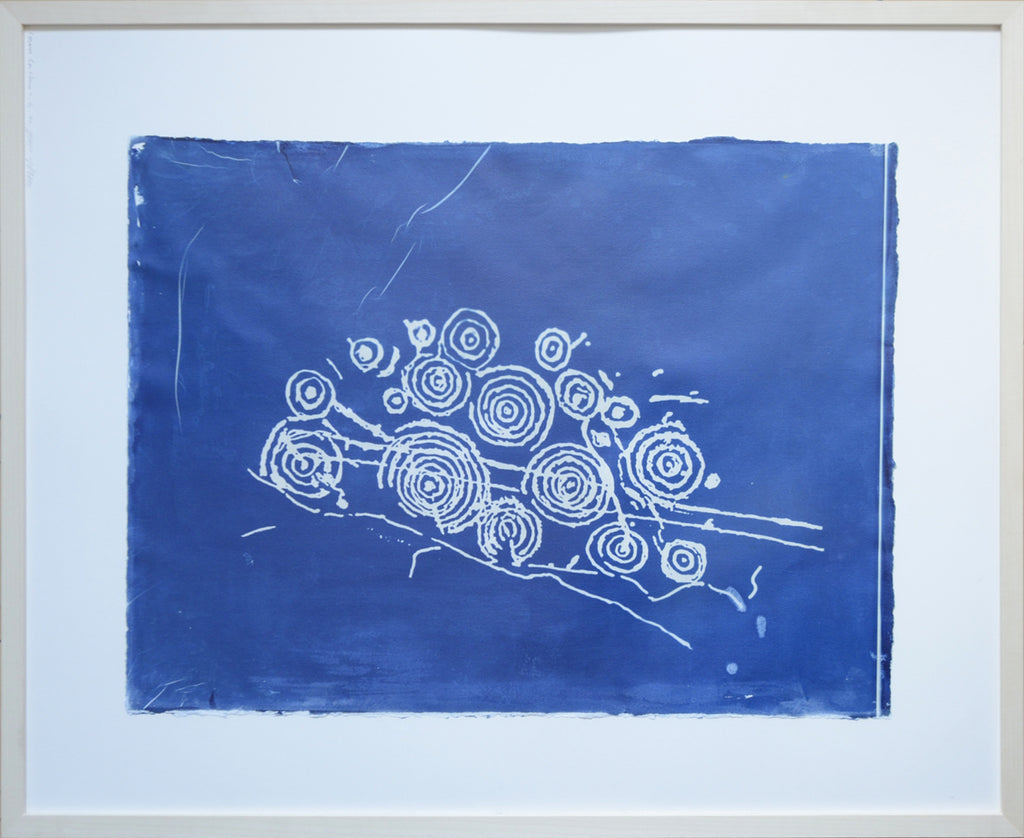 Cosmos Carschenna 1 Cyanotypie